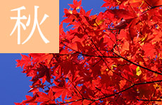 秋